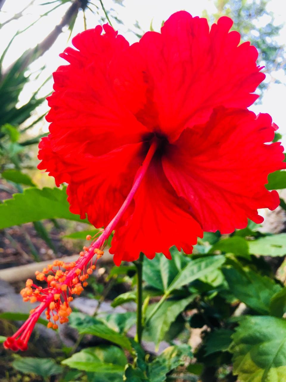 El Homestay Bali Nusa Dua  Buitenkant foto