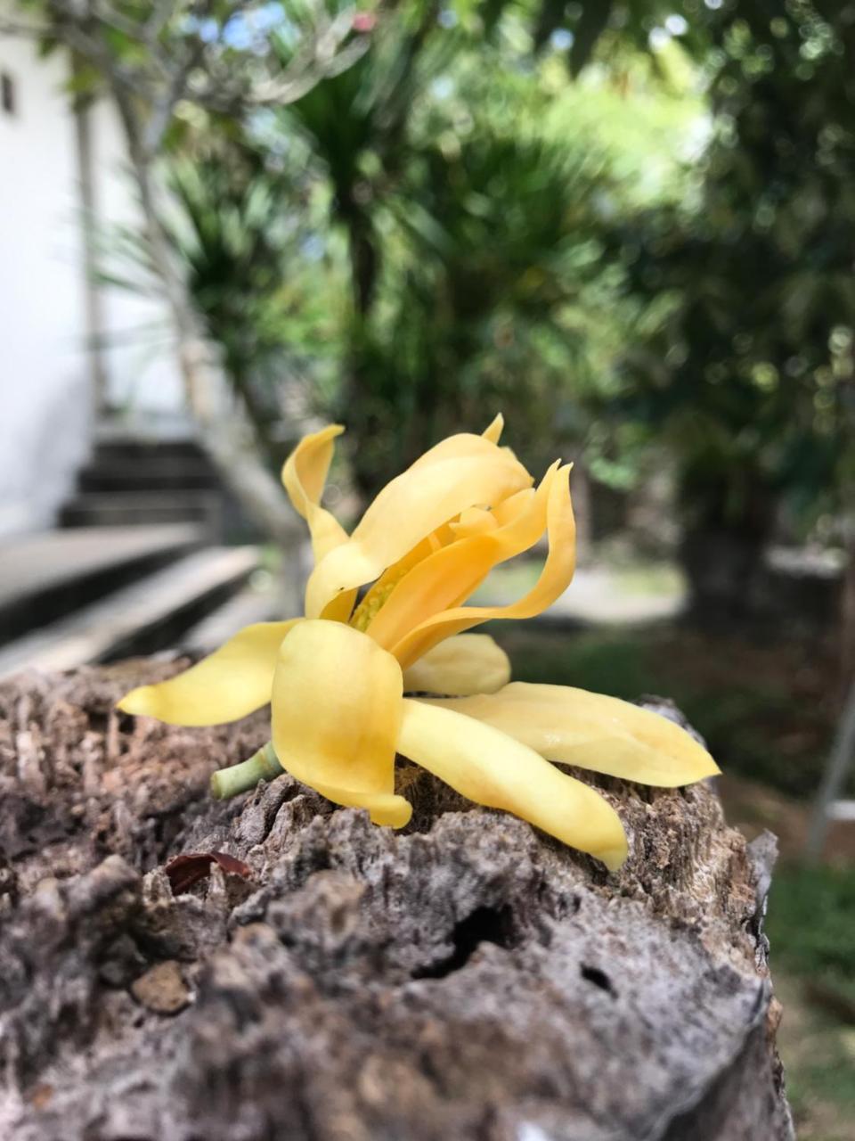 El Homestay Bali Nusa Dua  Buitenkant foto